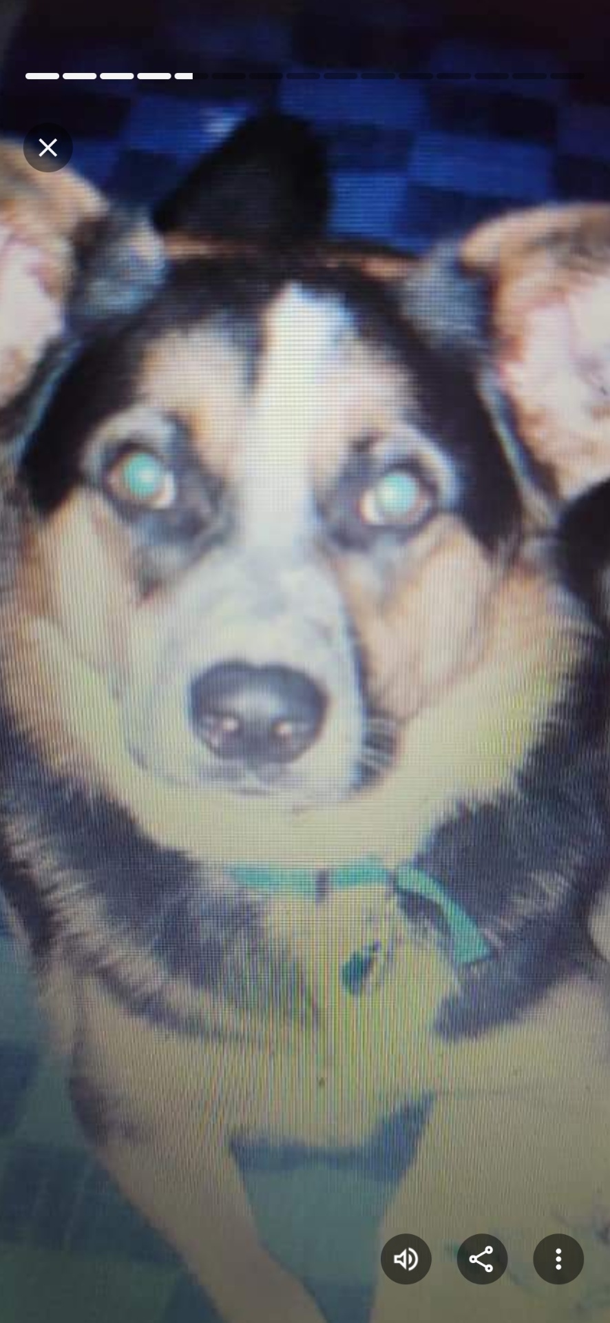 Lindsay's Pet Care visit in Rockford